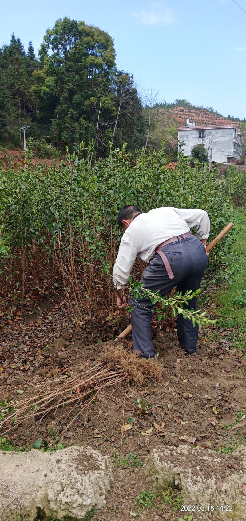 两年生直生油茶苗