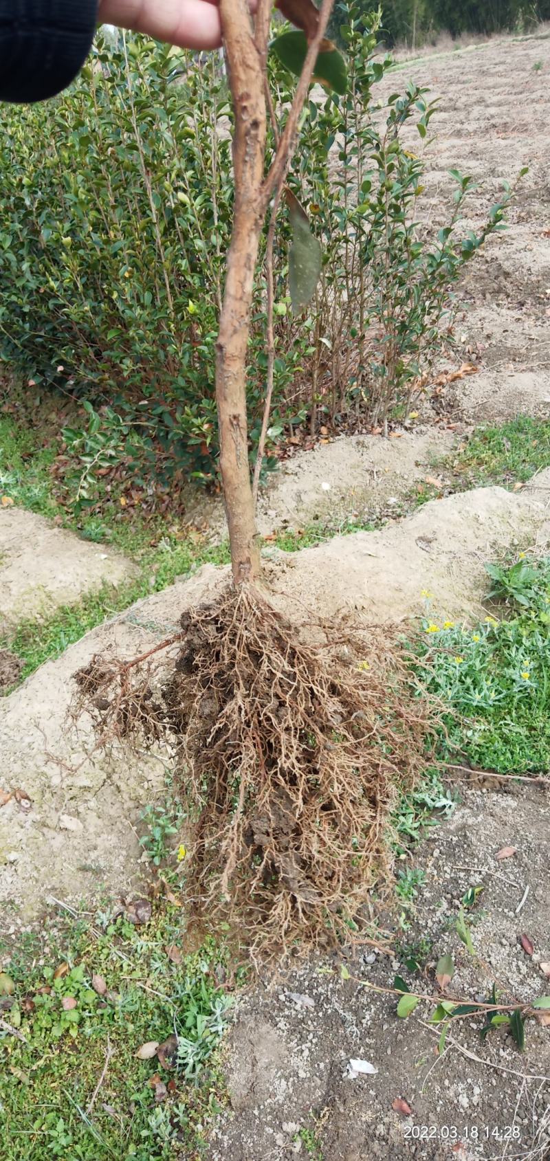 两年生直生油茶苗
