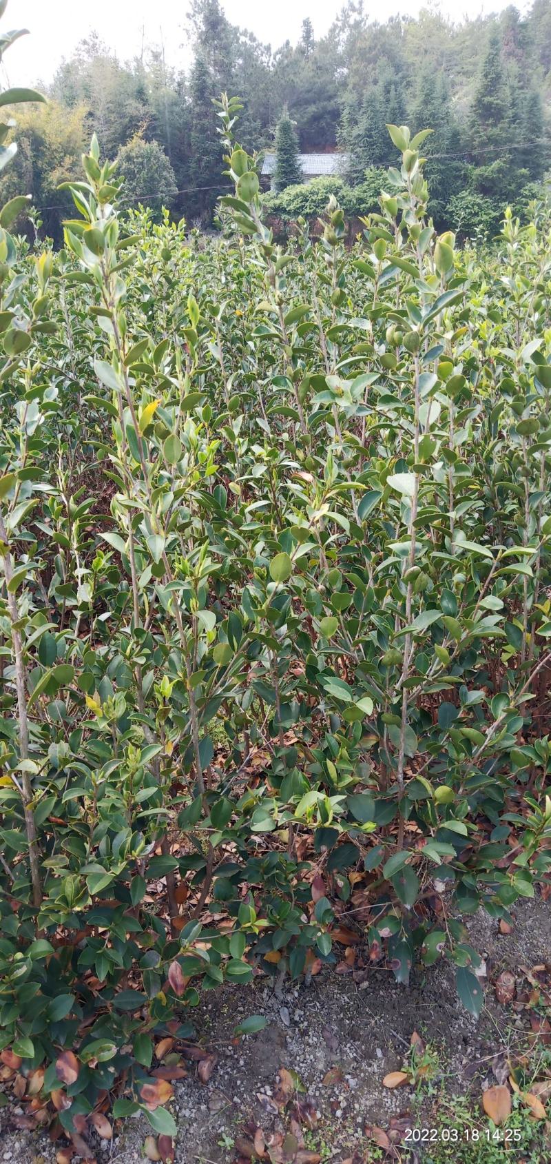 两年生直生油茶苗