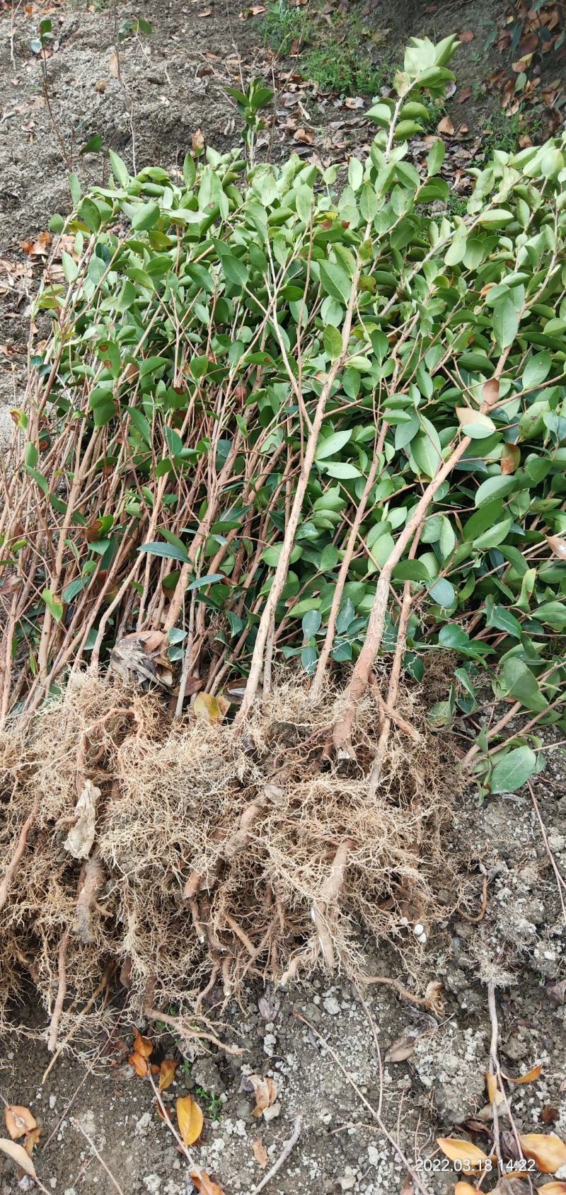两年生直生油茶苗