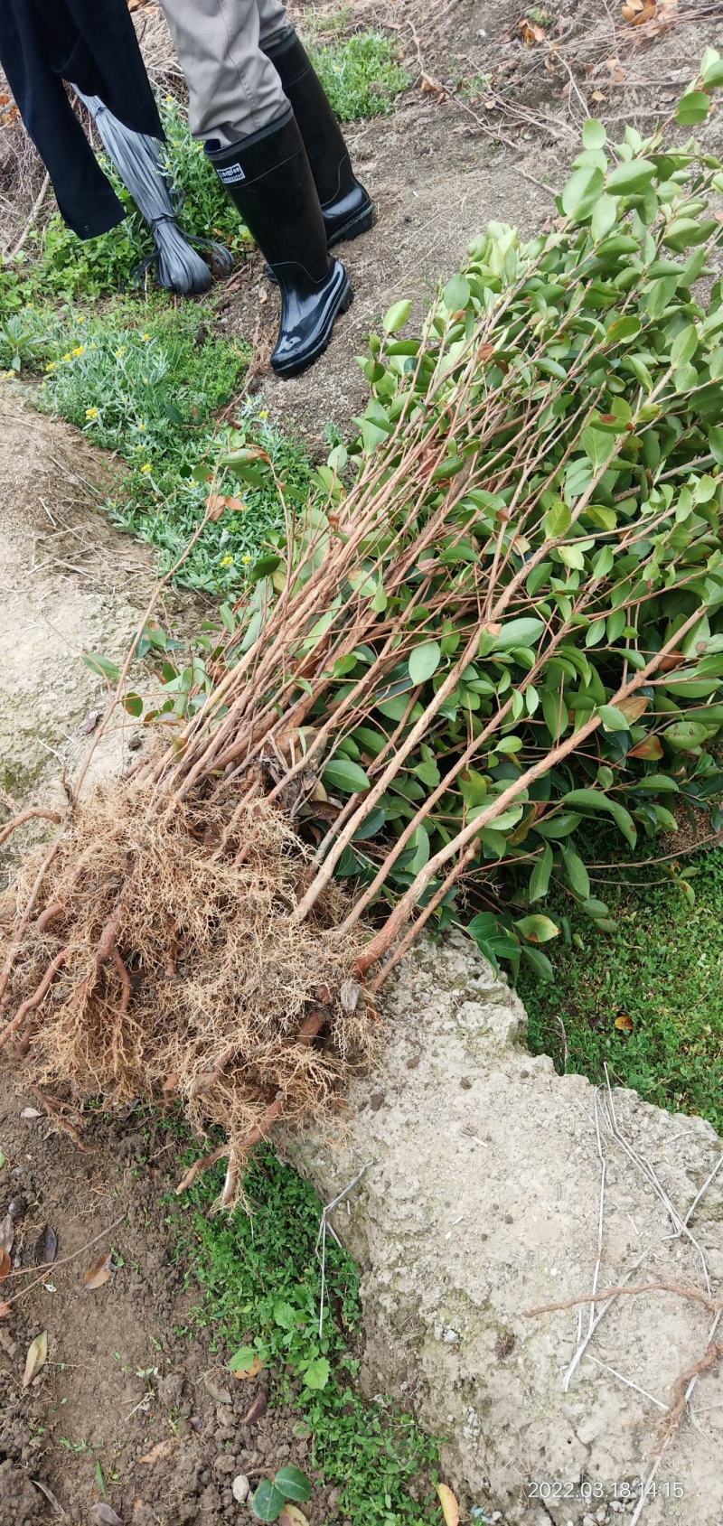 两年生直生油茶苗