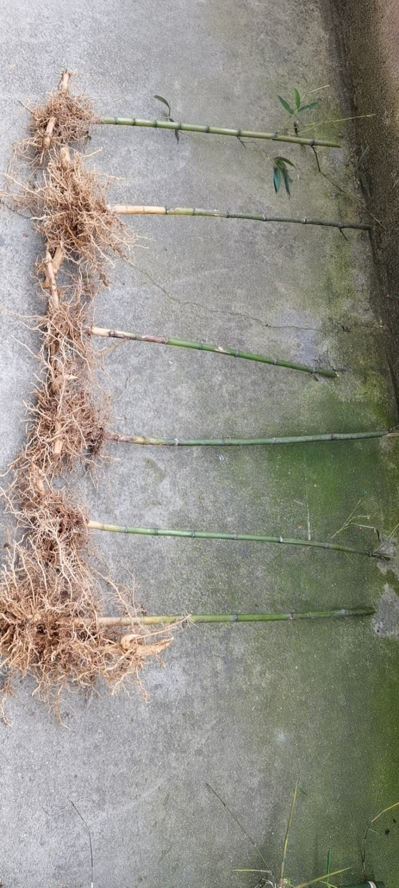 闽南高山石竹苗桂竹苗雷竹苗楠竹苗麻竹笋苗