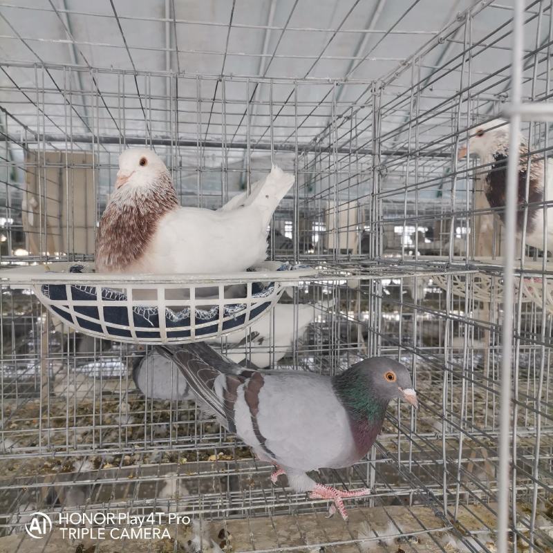 泰深自别鸽，各品种保姆鸽119一对