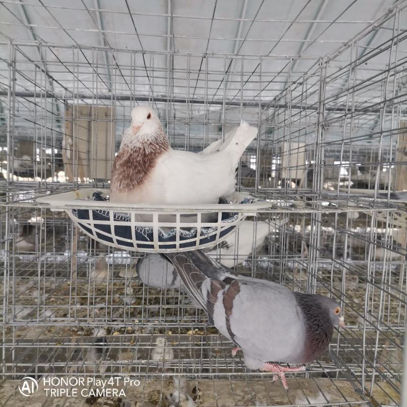 泰深自别鸽，各品种保姆鸽119一对