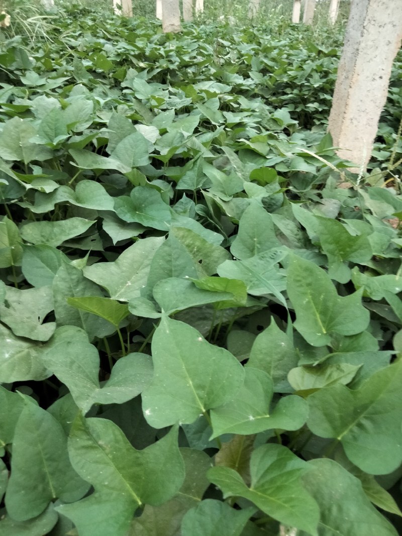 玛莎莉红薯苗商薯19红薯苗西瓜红红薯苗紫罗兰红薯苗