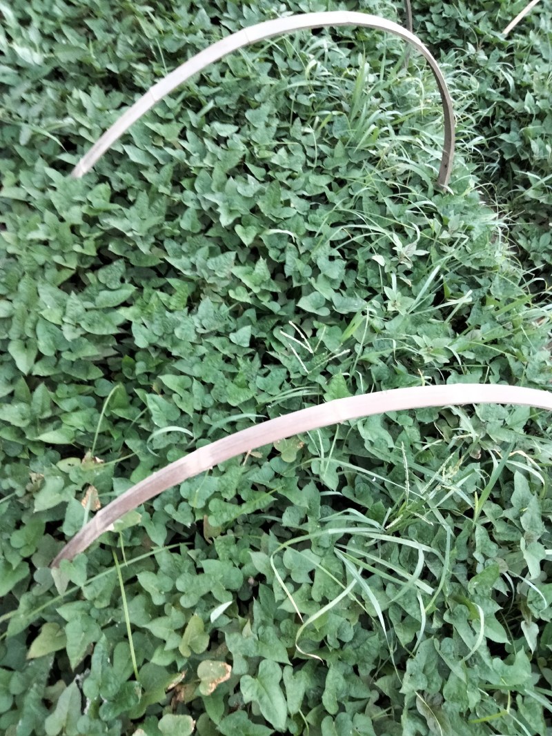 玛莎莉红薯苗商薯19红薯苗西瓜红红薯苗紫罗兰红薯苗