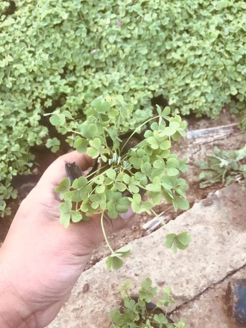 绿叶酢浆草，红叶酢浆草，规格全（营养杯，双色盆）基地直销