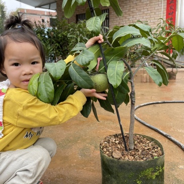 巧克力布丁果也叫黑柿四季开花结果的实生苗嫁接苗结