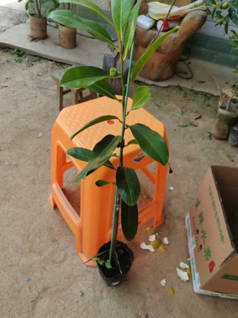 巧克力布丁果也叫黑柿四季开花结果的实生苗嫁接苗结