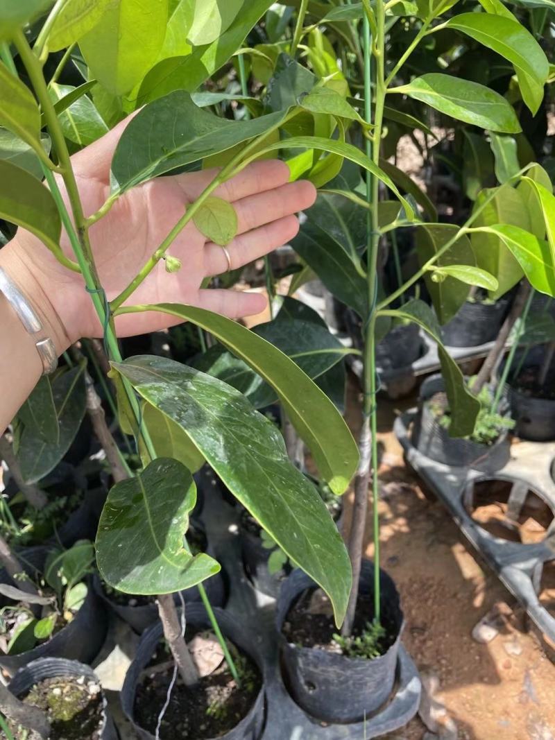 巧克力布丁果也叫黑柿四季开花结果的实生苗嫁接苗结