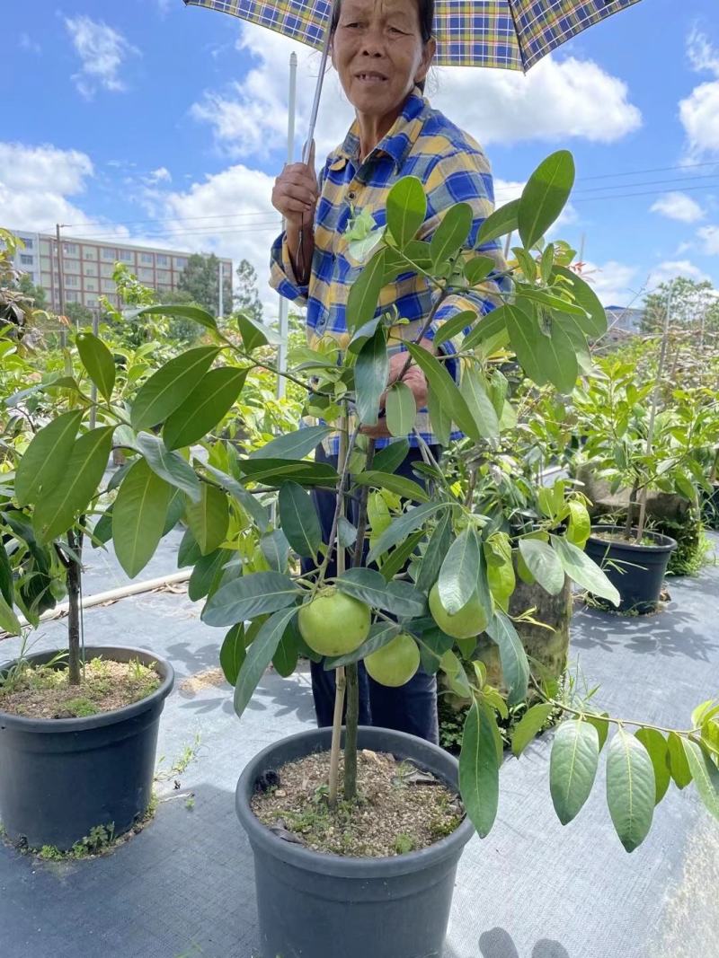 巧克力布丁果也叫黑柿四季开花结果的实生苗嫁接苗结