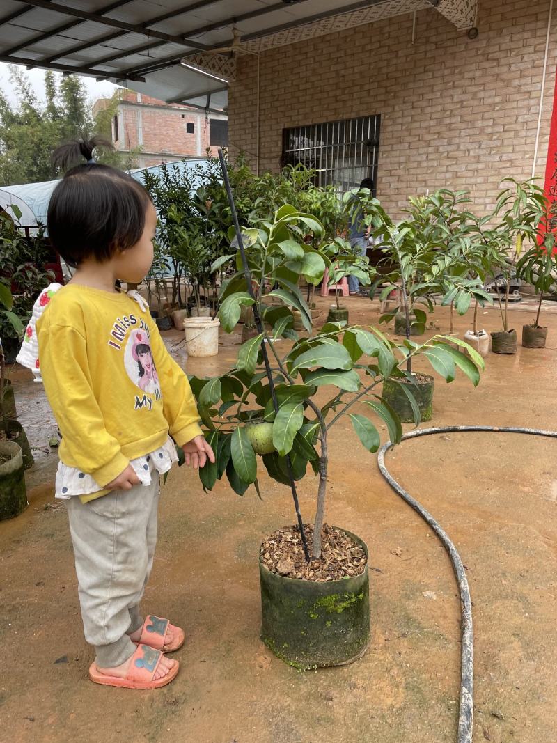 巧克力布丁果也叫黑柿四季开花结果的实生苗嫁接苗结