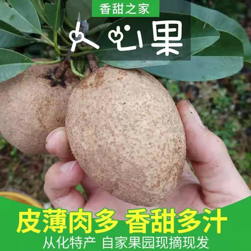 【包邮-20斤人心果】热销新鲜5斤20斤从化人心果
