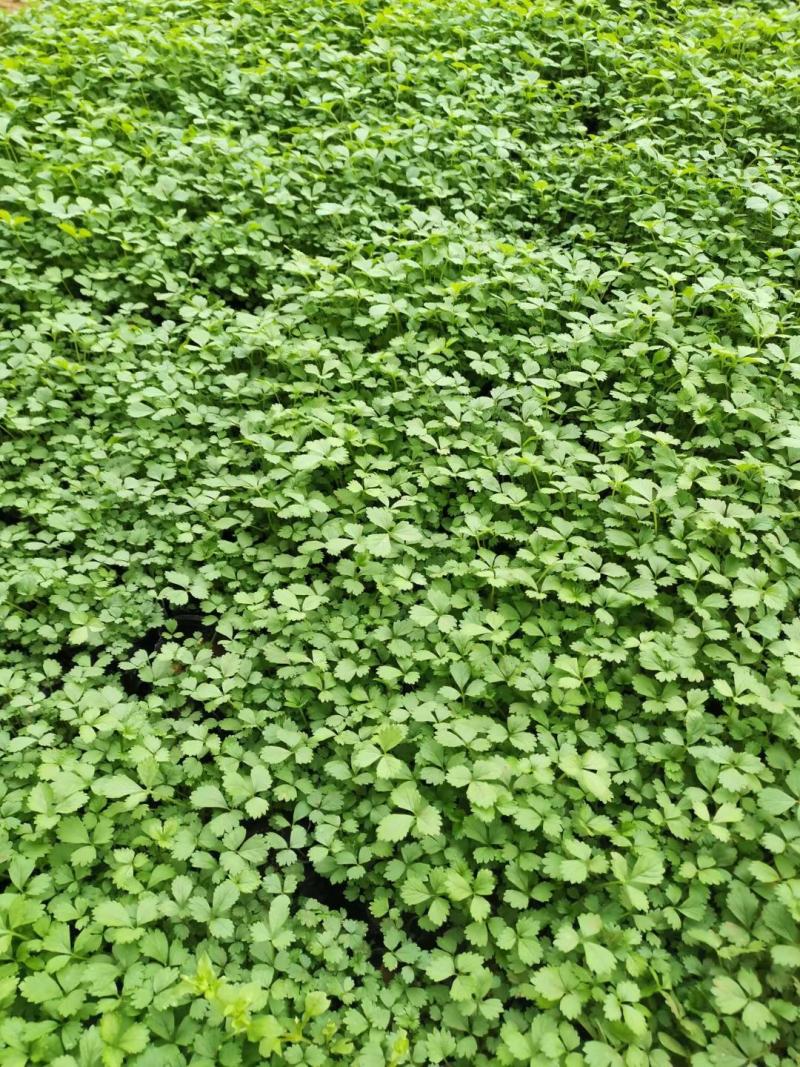 山东蛇莓基地直销，大量有，质量好，价格低