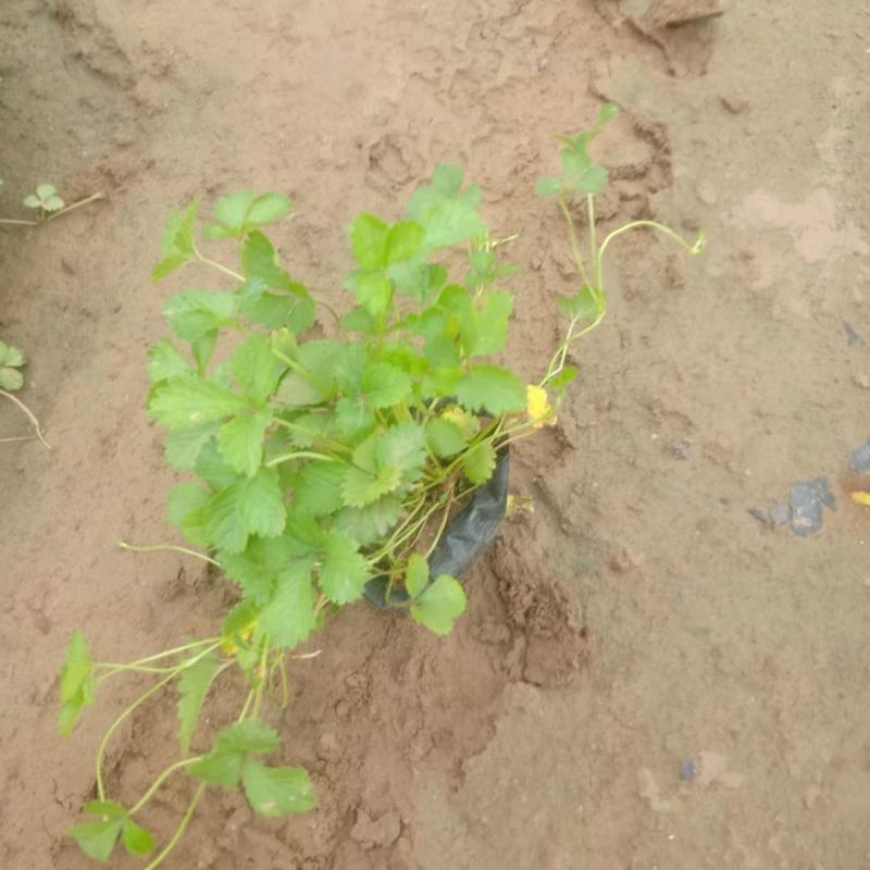 山东蛇莓基地直销，大量有，质量好，价格低