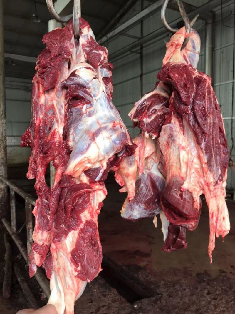 新鲜的大西北黄牛肉，每天现杀现宰，不注水纯干肉，肉质浓郁