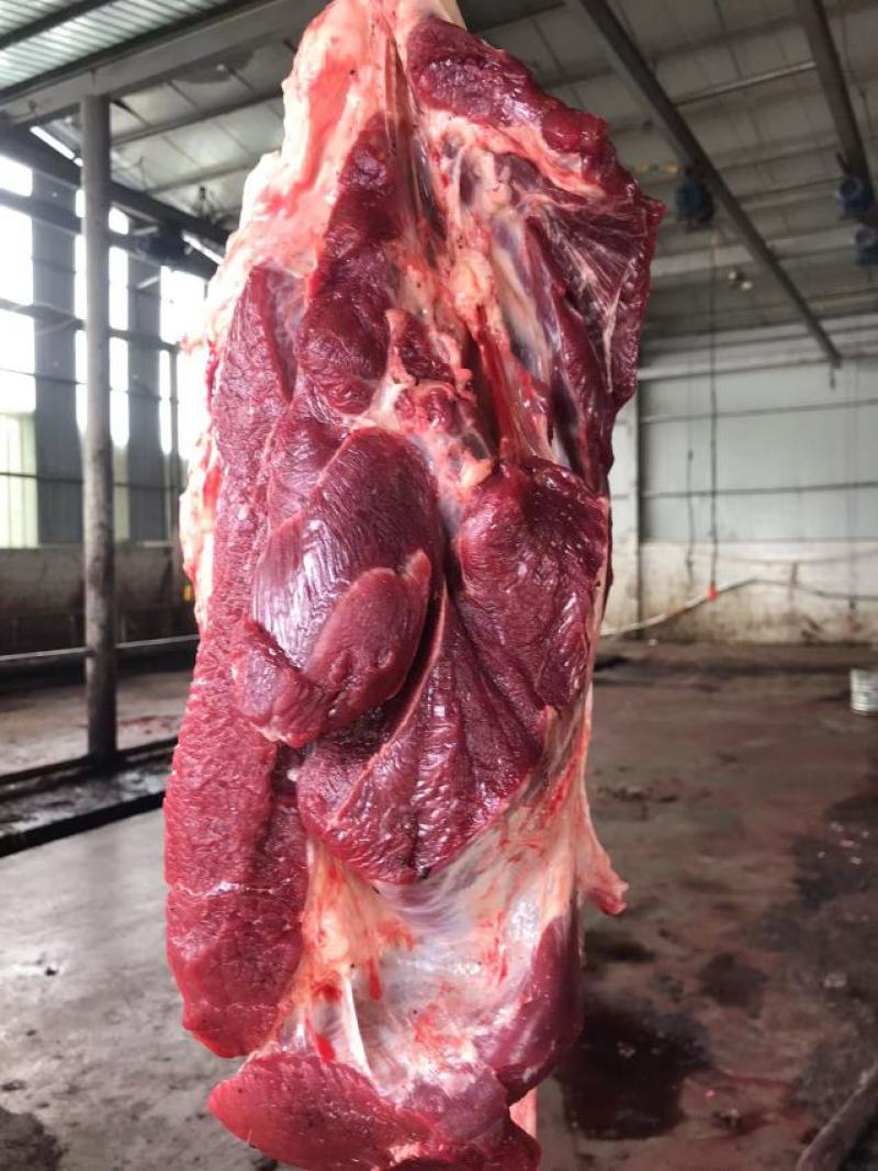 新鲜的大西北黄牛肉，每天现杀现宰，不注水纯干肉，肉质浓郁