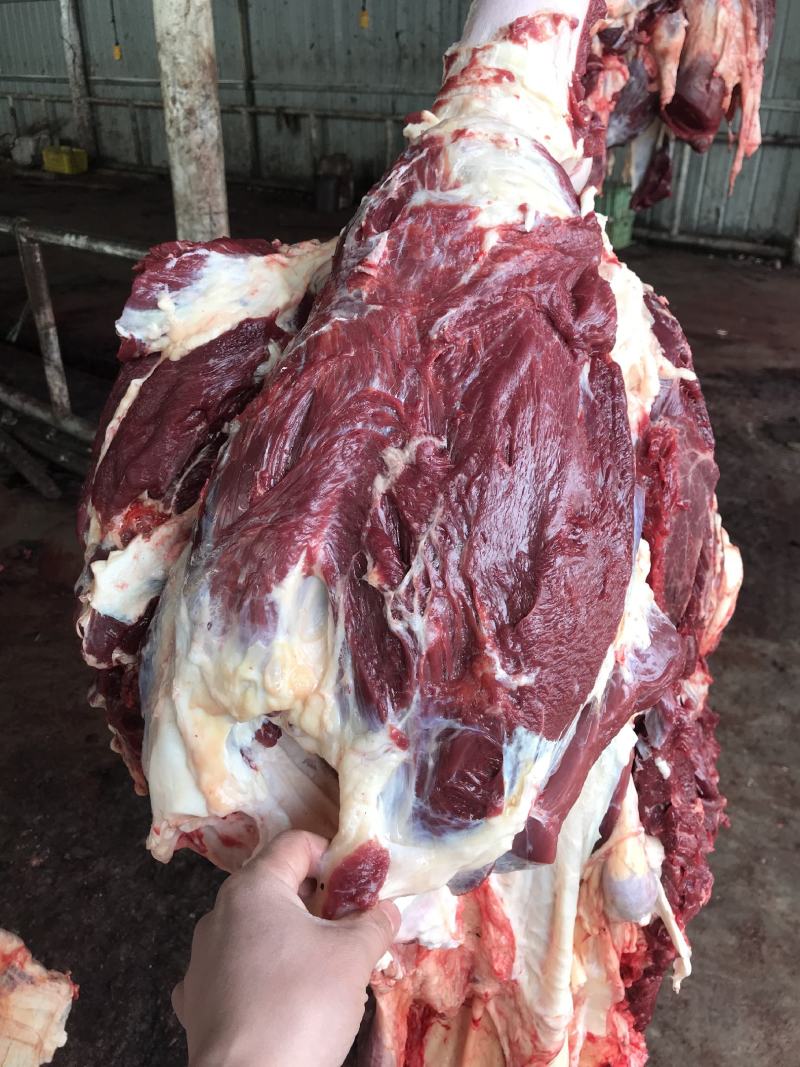 新鲜的大西北黄牛肉，每天现杀现宰，不注水纯干肉，肉质浓郁