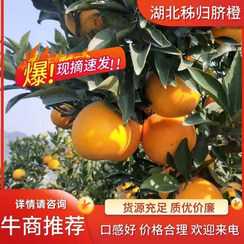 【HOT】优质供货长虹脐橙产地看货，皮薄多汁可对接电商