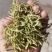 金银花中药二花河南金银花干货新货无硫花茶金银花