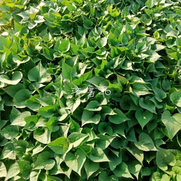 大型试管苗原原种繁育基地济薯26，济薯25