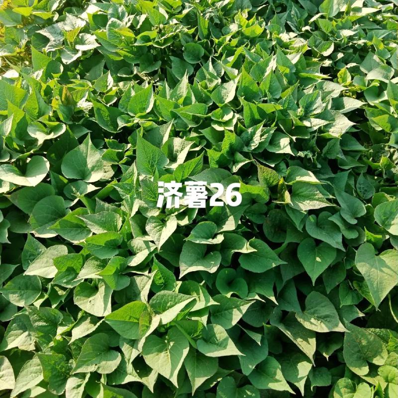 大型试管苗原原种繁育基地济薯26，济薯25