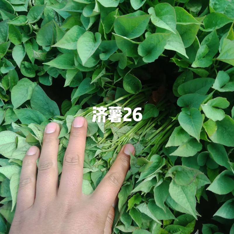 大型试管苗原原种繁育基地济薯26，济薯25