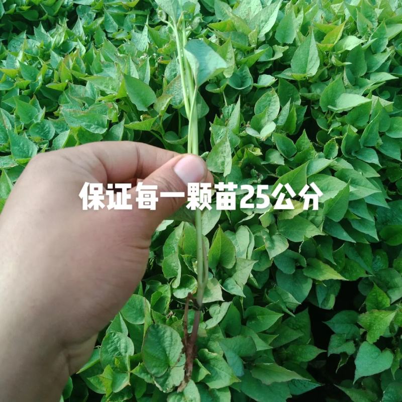大型试管苗原原种繁育基地济薯26，济薯25