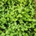 新货茉莉花120#一盆6.6元基地直发发货标准参考如图