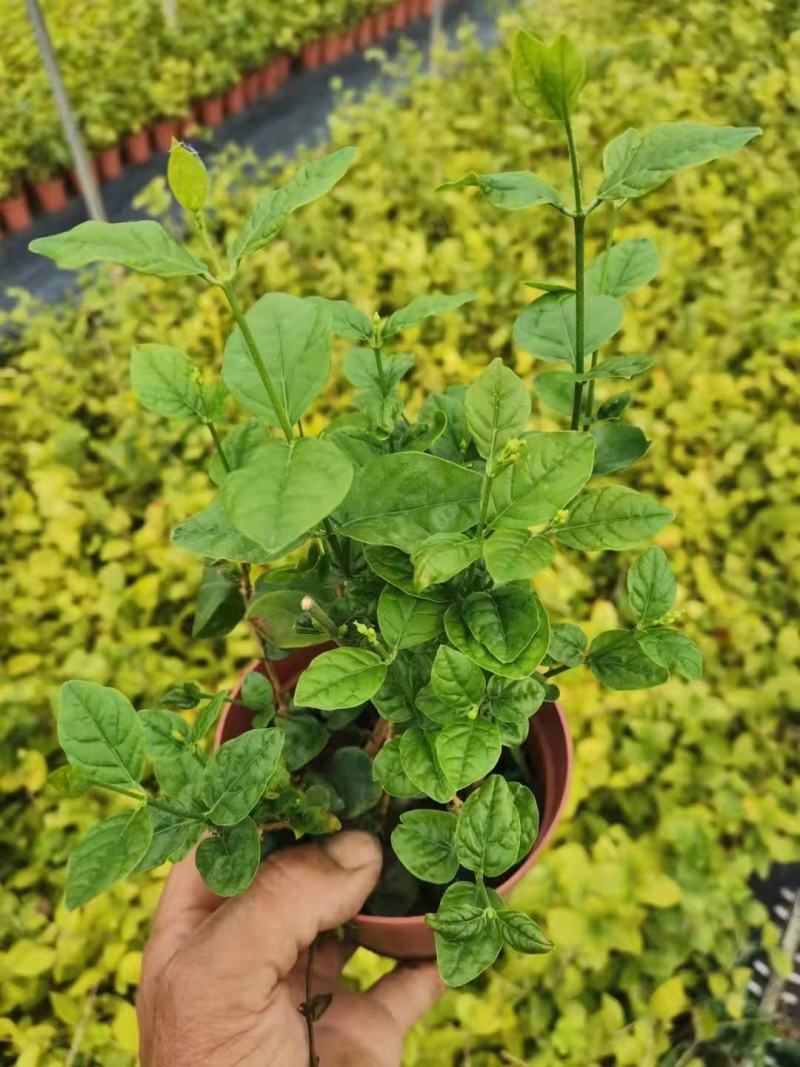 新货茉莉花120#一盆6.6元基地直发发货标准参考如图