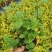 新货茉莉花120#一盆6.6元基地直发发货标准参考如图