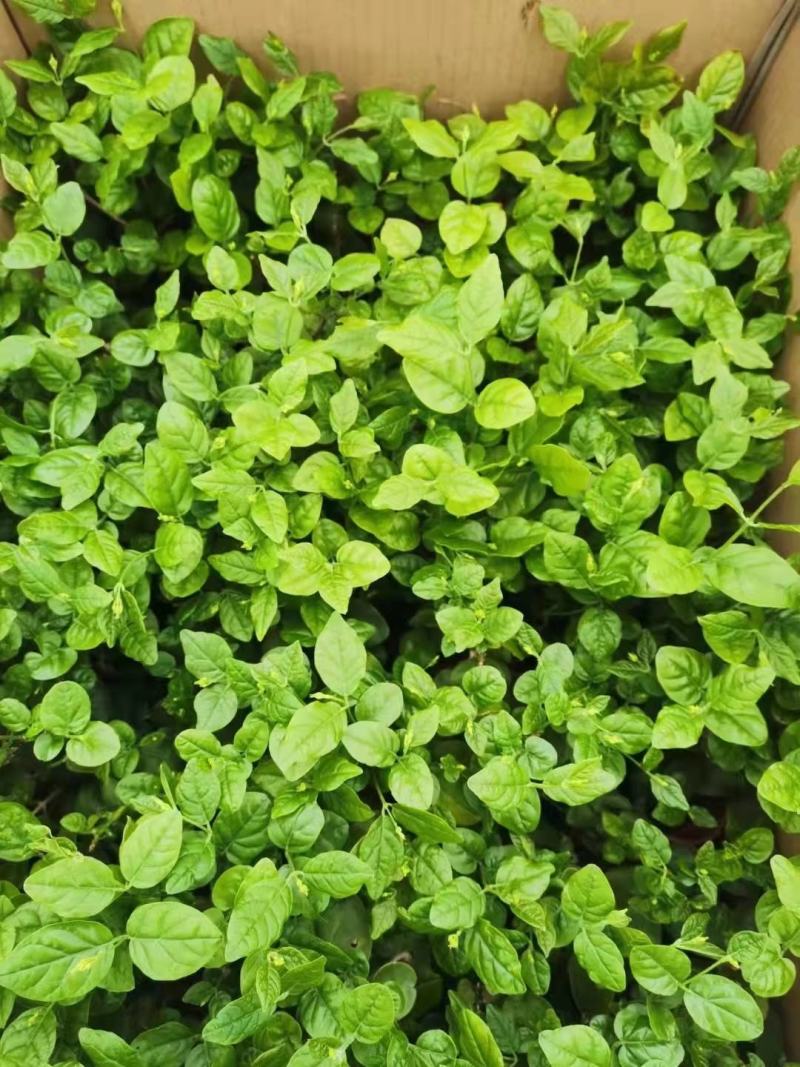 新货茉莉花120#一盆6.6元基地直发发货标准参考如图
