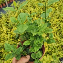 新货茉莉花120#一盆6.6元基地直发发货标准参考如图