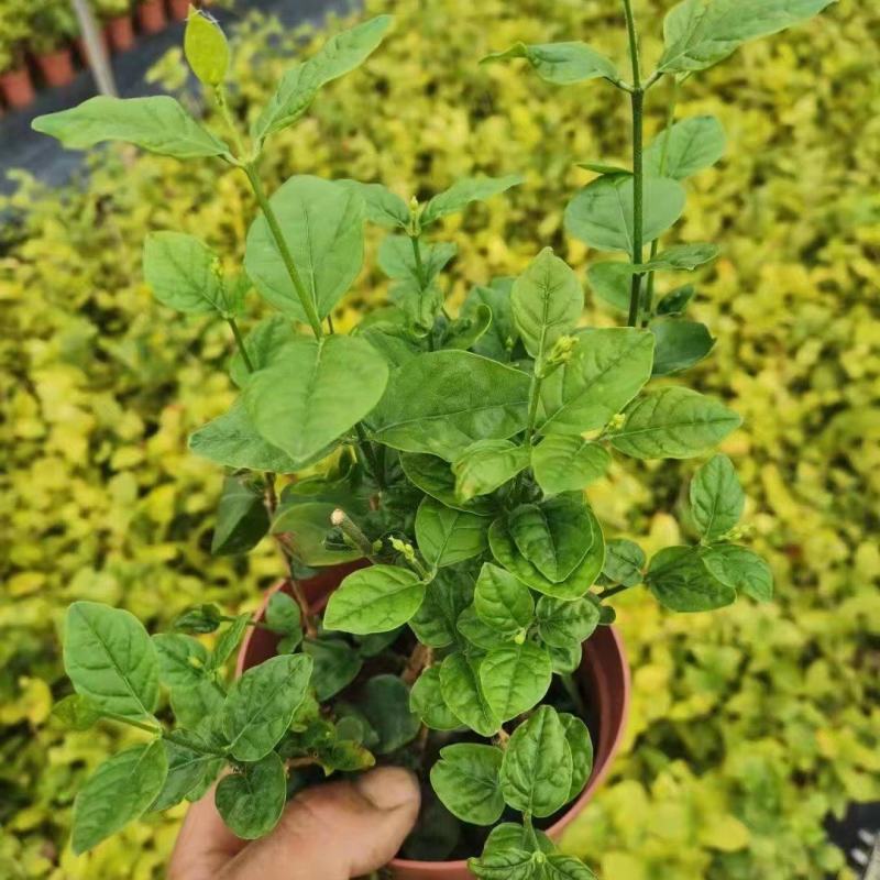 新货茉莉花120#一盆6.6元基地直发发货标准参考如图