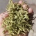 金银花中药二花河南金银花干货新货无硫花茶金银花
