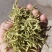 金银花中药二花河南金银花干货新货无硫花茶金银花