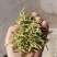 金银花中药二花河南金银花干货新货无硫花茶金银花