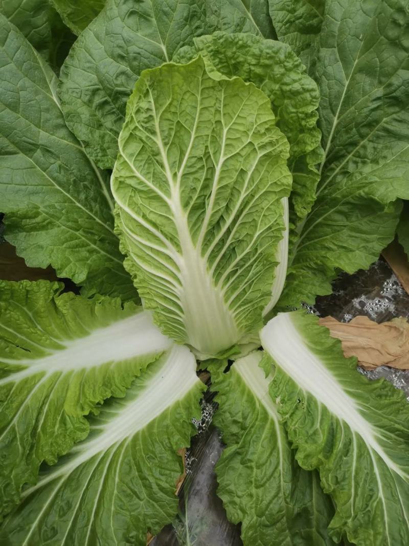 大白菜湖北黄心白菜产地直发保质保量价格优惠