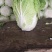 大白菜湖北黄心白菜产地直发保质保量价格优惠