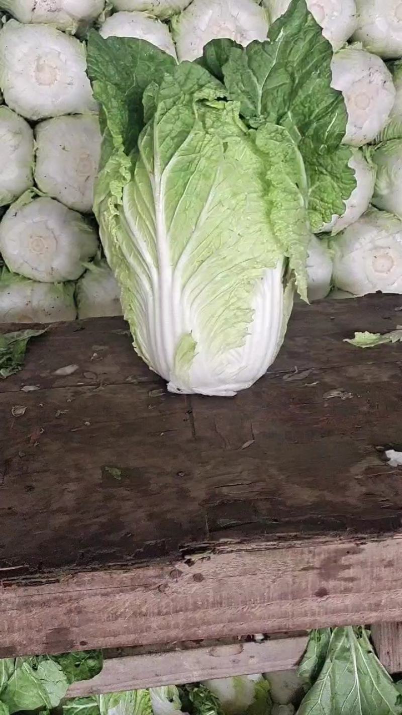 大白菜湖北黄心白菜产地直发保质保量价格优惠