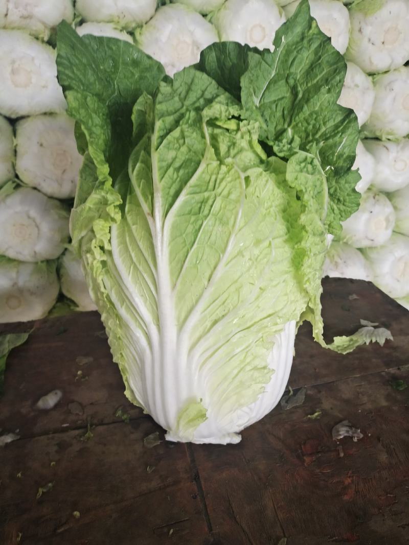 大白菜湖北黄心白菜产地直发保质保量价格优惠