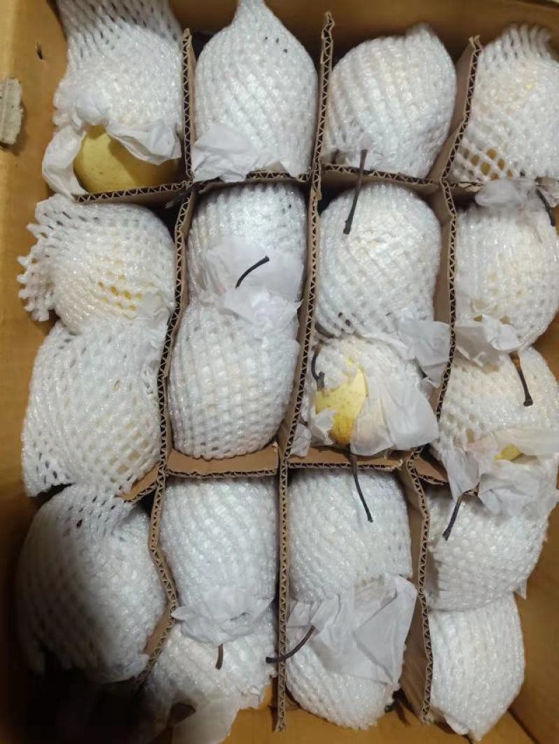 [荐]鸭梨精品上市河北鸭梨产地发货货量充足