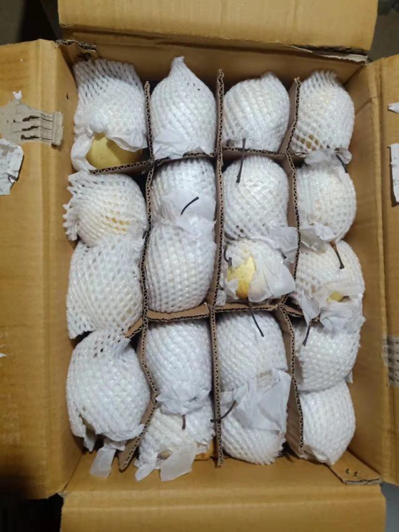 [荐]鸭梨精品上市河北鸭梨产地发货货量充足