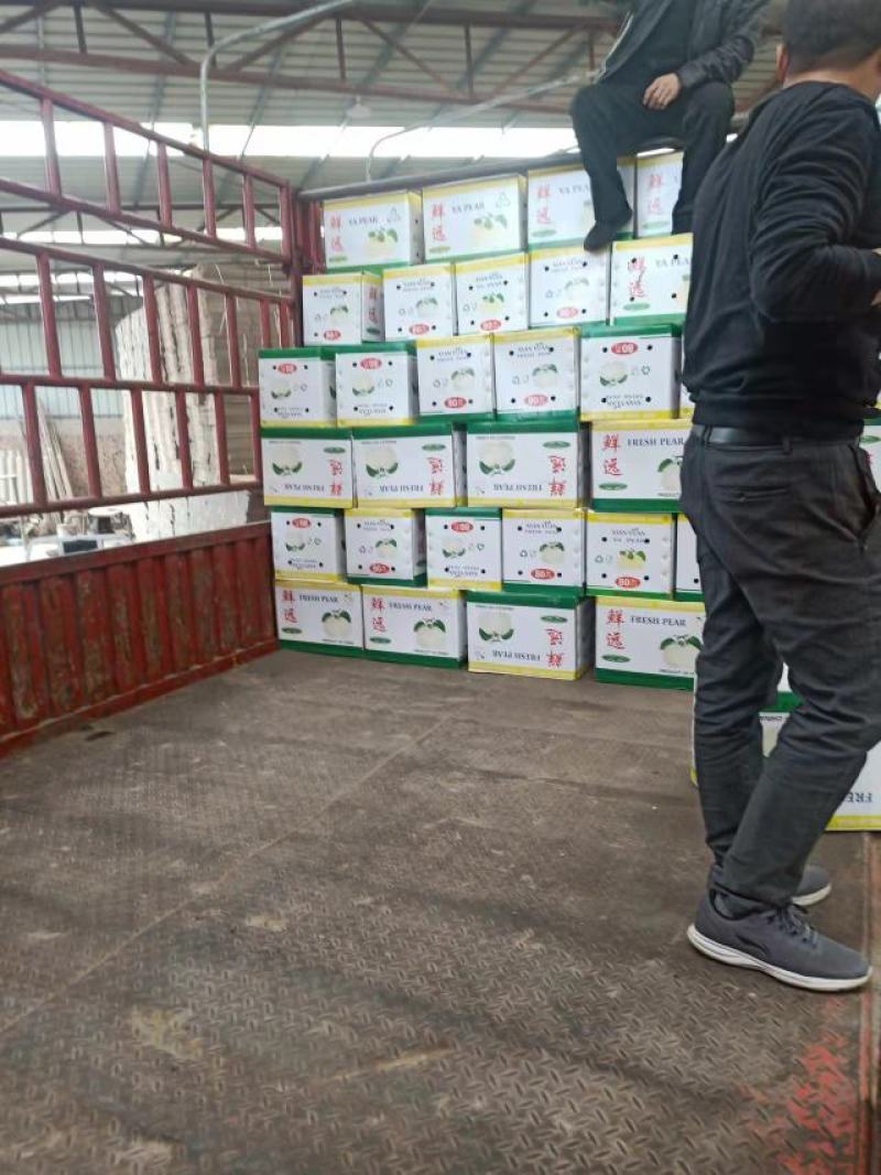 [荐]鸭梨精品上市河北鸭梨产地发货货量充足