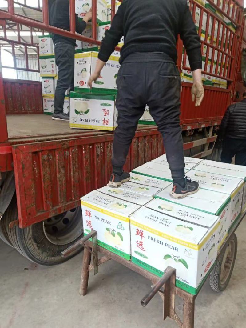[荐]鸭梨精品上市河北鸭梨产地发货货量充足