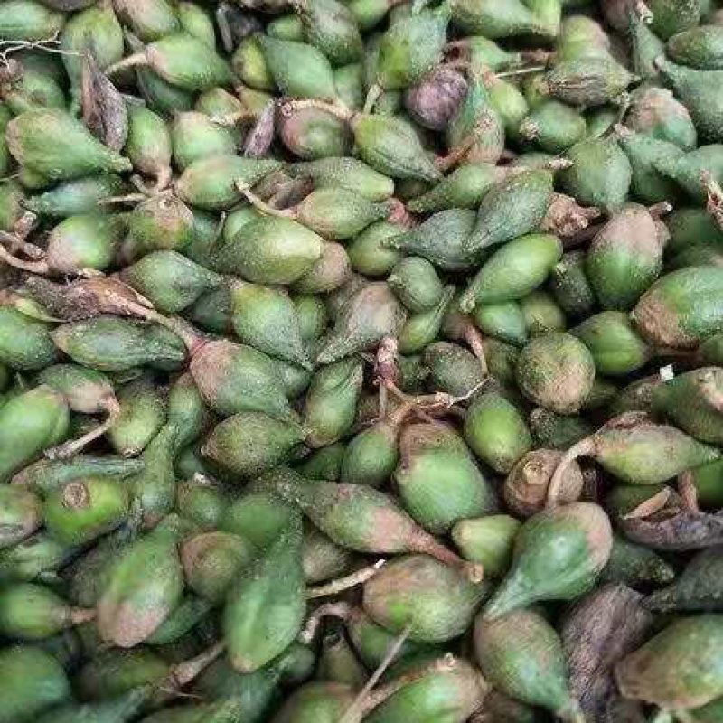 大量收购中药材鲜货