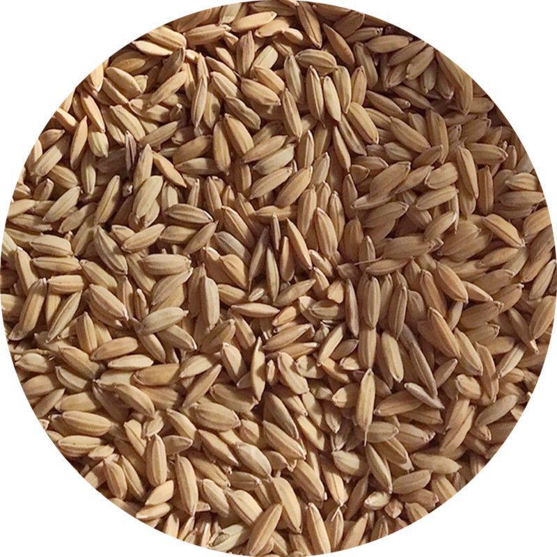 稻谷带壳水稻谷子新磨米食用带皮大米原态杂交稻谷5斤包邮