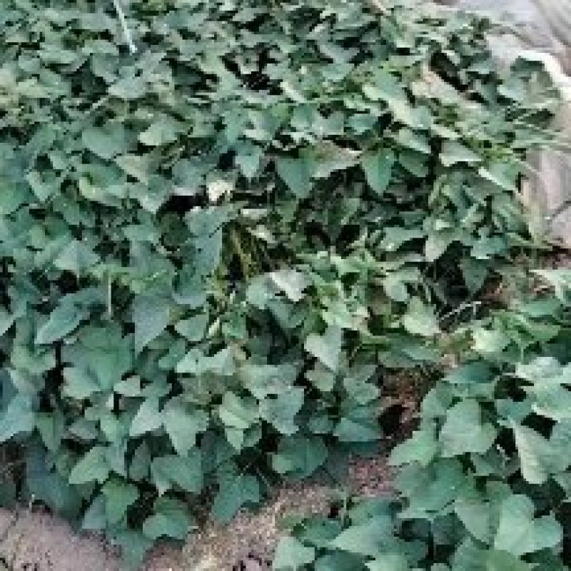 玛莎莉红薯苗商薯19红薯苗西瓜红红薯苗紫罗兰红薯苗
