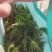 大山深处的原生态绿色食品，纯野生香椿，无人工管理0污染。
