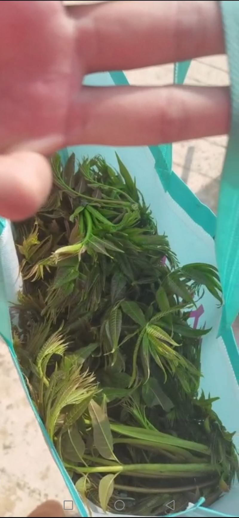 大山深处的原生态绿色食品，纯野生香椿，无人工管理0污染。